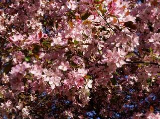 pretty pink flowers of crab apple tree at spring