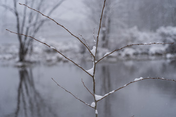 Snow on branch near pond