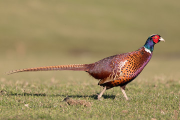 Fototapeta premium A pheasant showing off its colorful feathers in the sunshine