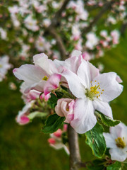Apfelblüten im Frühling