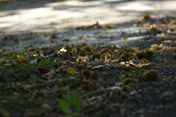 chestnut hedgehogs over the street 