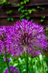 Fototapeta premium Alium ou la floraison de l'ail