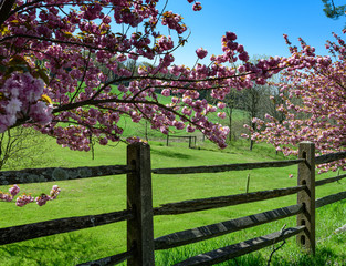 Crab apple tree in bloom.