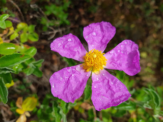 Fiore selvatico