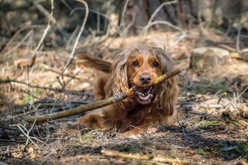 Cocker Spaniel Dog is biting branch in summer forest