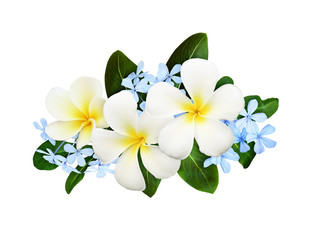 Frangipanies (plumeria) and tropical blue flowers with green leaves in a floral arrangement