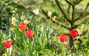 Obraz na płótnie Canvas Color. Tulips. Flower Heads. Nature. Garden. Spring