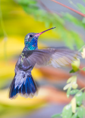 Colibrí que llega al jardín de casa en un día soleado © abelardo
