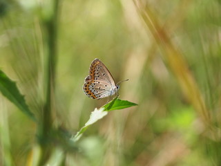 Large copper butterfly - Lycaena dispar Female on a green grass