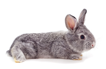 Naklejka premium One gray rabbit.