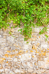 Stone wall covered in ivy - image with copy space