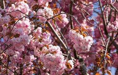 Pink. Cherry. Tree. Blossom. Nature. Spring. Sunny. Day
