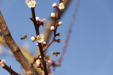 bee on apricot blossom on sky background