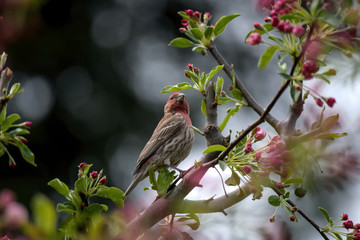 House finch framed by pink tree blossoms.   It is native to western North America, and has been introduced to the eastern half of the continent and Hawaii.