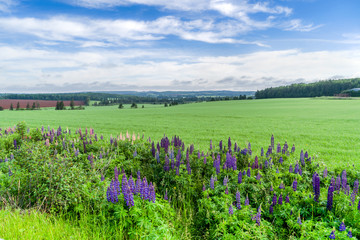 Lupins growing along the roadside in rural Prince Edward Island, Canada.