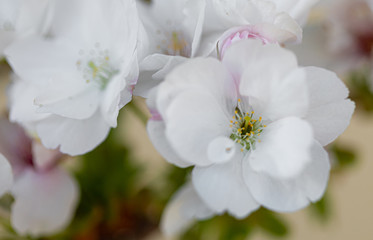 Obraz na płótnie Canvas White. Flowers. Cherry Trees. Spring. Blossom. Nature