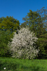 Bl&uuml;hender Apfelbaum im Fr&uuml;hling