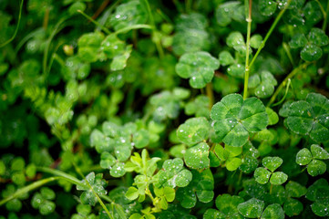 Сlover of the spring. Plants for good luck.