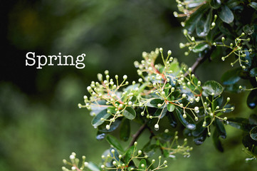 Green leaves on a branch. The beginning of spring. Bloom.