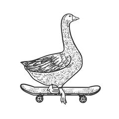 goose rides on a skateboard sketch engraving vector illustration. T-shirt apparel print design. Scratch board imitation. Black and white hand drawn image.
