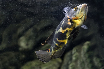 Aquarium fish. Cichlid astronotus, or Oscar. Freshwater fish. Astronotus Tigris. The bright Oscar...