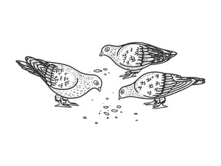 pigeons peck seeds on the ground sketch engraving vector illustration. T-shirt apparel print design. Scratch board imitation. Black and white hand drawn image.
