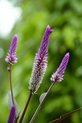 flower of a thistle