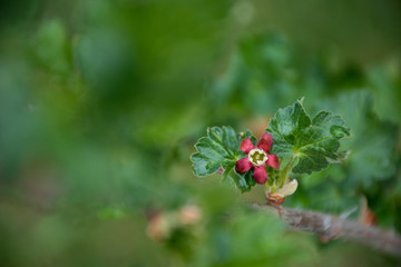 The branch of a bush, currants and gooseberries, hydride. Flowering bush, flowers are dark red. The background is brown