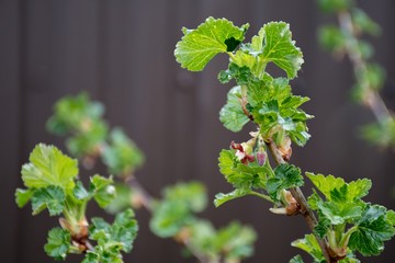 The branch of a bush, currants and gooseberries, hydride. Flowering bush, flowers are dark red. The background is brown
