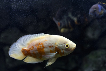 Aquarium fish. Cichlid astronotus, or Oscar. Freshwater fish. Astronotus Tigris. The bright Oscar fish is a South American freshwater fish from the cichlid family.