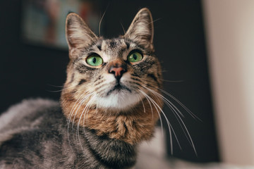 A beautiful brown tabby cat with green eyes and red nose on dark background. Close-up. Selective focus