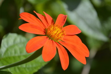 orange flower on green background
