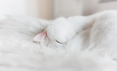 Cute little white kitten sleeps on fur white blanket. Close-up. Copy space