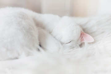 Cute little white kitten sleeps on fur white blanket. Close-up. Home pets