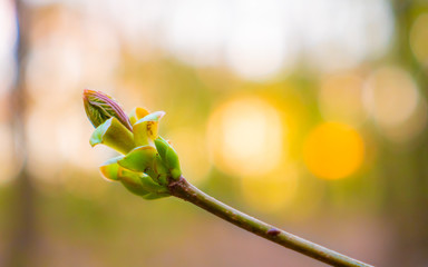 A single branch with a flower bud