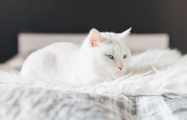 A beautiful white cat lying on a white fur blanket in a bedroom