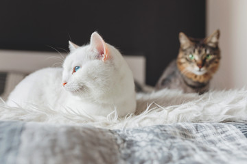 Obraz premium Two cats are relaxing and sleeping in the bedroom. White and tabby brown cat with green eyes