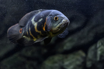 Aquarium fish. Cichlid astronotus, or Oscar. Freshwater fish. Astronotus Tigris. The bright Oscar...