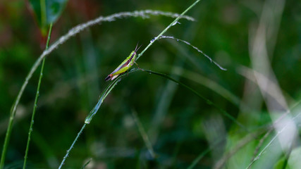 grasshopper perched on green grass