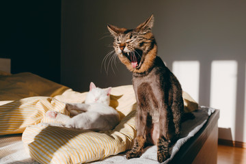 A sleepy brown tabby funny cat yawns on the striped bed in sunny bedroom. A white kitty is sleeping on background. Selective focus. Morning mood