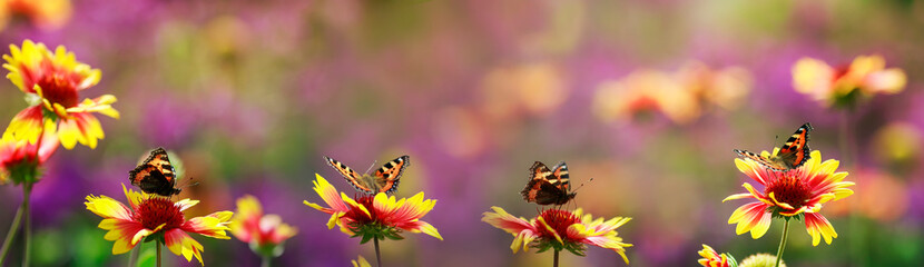 bright natural panoramic background with butterflies sit in a row on flowers in a Sunny summer...