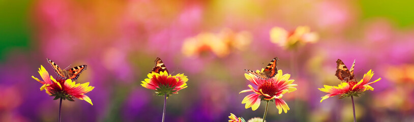 natural panoramic background with bright butterflies sit in a row on flowers in a Sunny summer...