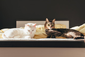 Two friendly sheared cats are lying in a bed in sun light. Dark background. Rest and relax. Home pets