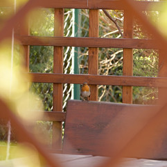 European robin (Erithacus rubecula) in a garden pergola
