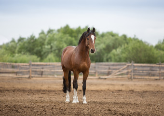 Obraz na płótnie Canvas Brown stallion plays in levada