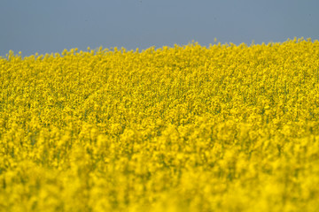 Teilansicht Rapsfeld un blauer Himmel - Stockfoto