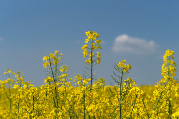 Rapsblüten und blauer Himmel - Stockfoto