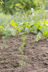 a stalk of dill grows from the soil.