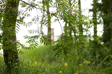 Fototapeta premium green rowan branch on a background of wild forest. Wildflowers in the forest