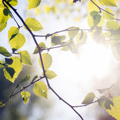 soft fresh green spring leaves of beech tree in sunlight